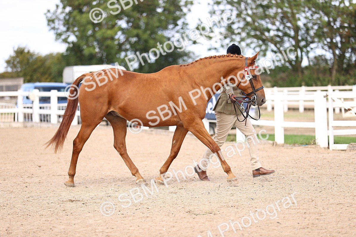 SBM_11569 - Class 407 - IH Hack-Riding Horse