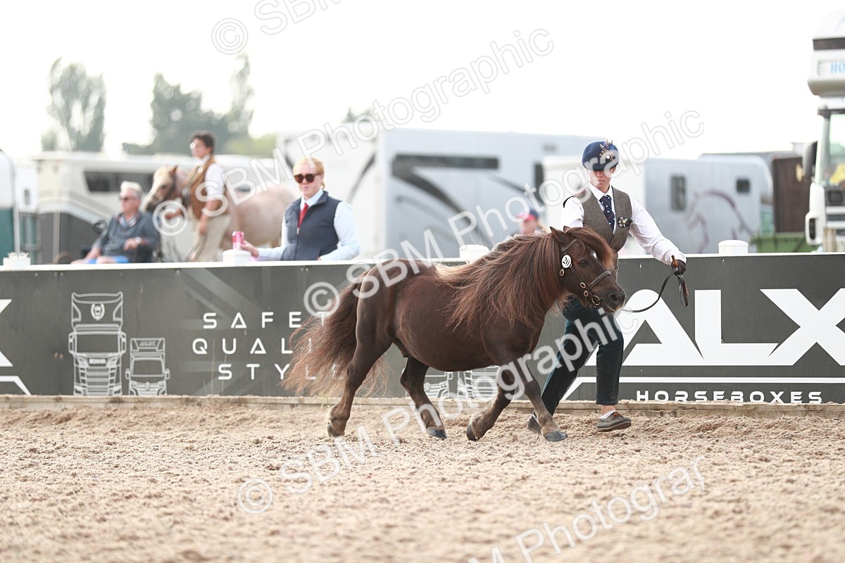 SBM_11771 - Class 206 IH Non Show Type Pony
