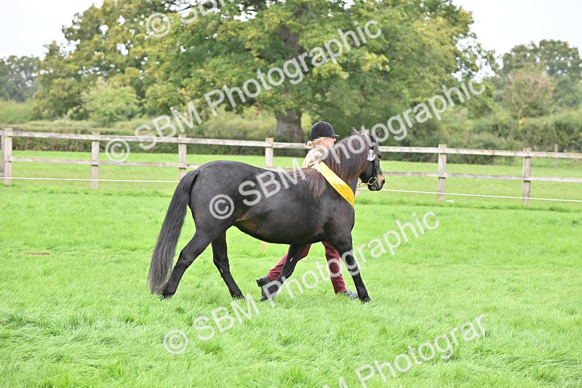 SBM_61105 - S48 - Mountain & Moorland In Hand Small Breeds