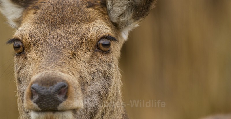 Red Deer ref rd 3b - RED DEER