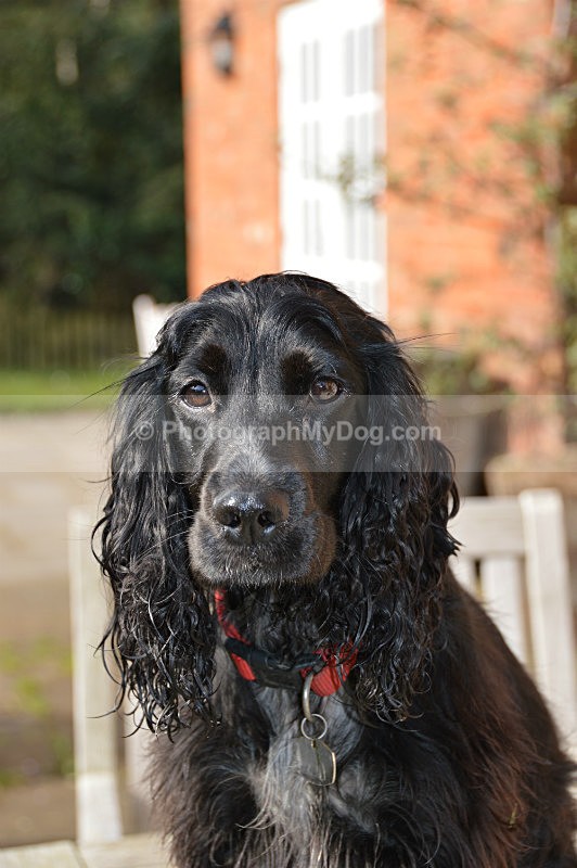 - Cocker Spaniels