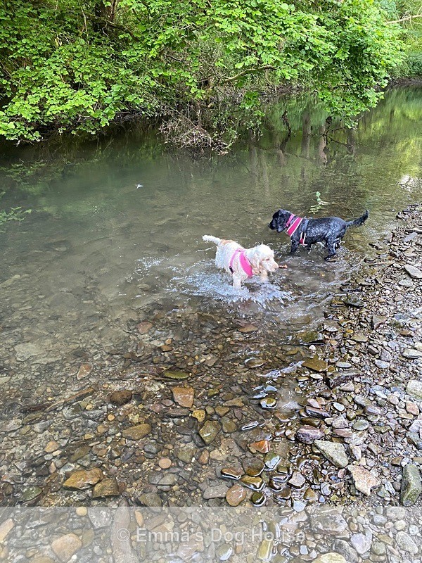  - Dogs