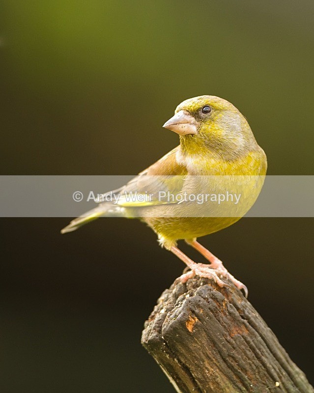 20111112-_MG_7527 - Greenfinch
