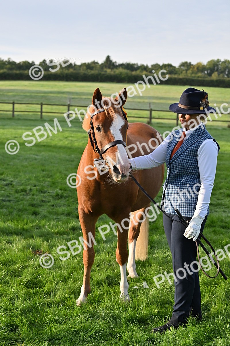 SBM_54642 - S44 - Youngstock In Hand