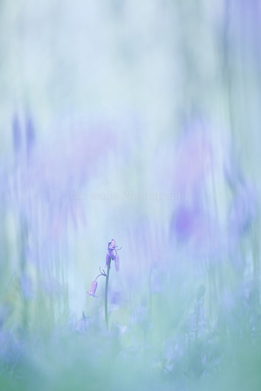  - Woodland scenes & flowers