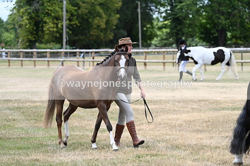 WJ7_1443 - Class 4 Prettiest Mare up to 14.2hh in hand