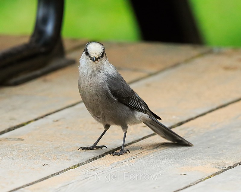 Grey Jay at View Restaurant, Maligne Lake, Canada - Grey Jay