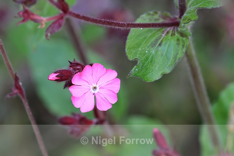 Red Campion flower, Oxfordshire, UK - PLANTS