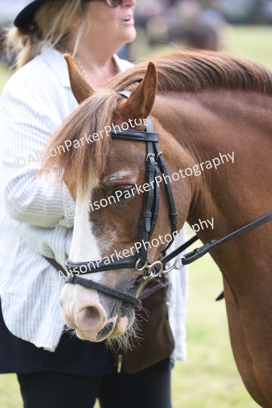 20260614-2066 - Class 21 - Novice Working Hunter Pony