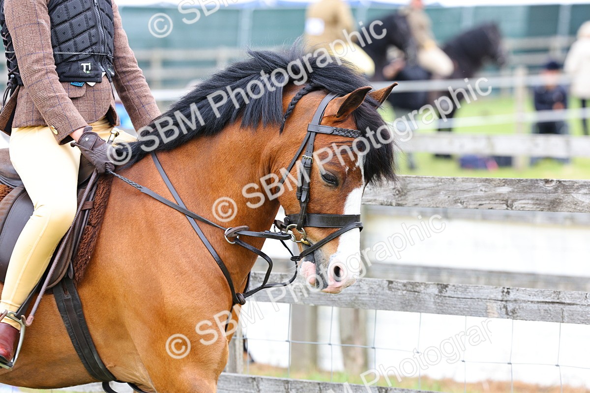 SBM_08433 - Class 42-43 - LIHS BSPS Heritage Working Sports Pony