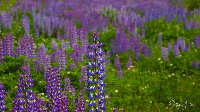 Wild Lupines
