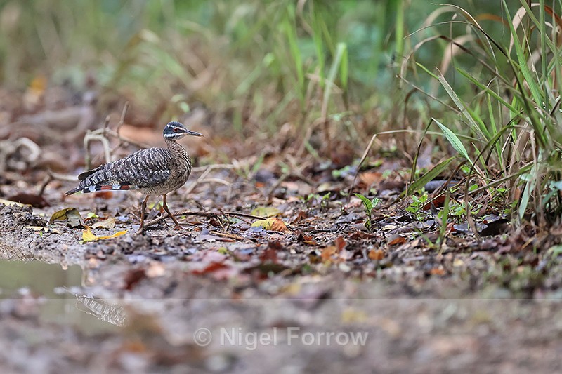 Sunbittern on leaf-strewn track, Porto Jofre, Mato Grosso, Brazil - Sunbittern