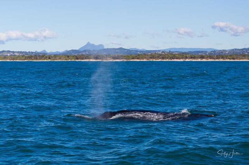 Humpback Whale Blow Mt Warning 1_16A1371 - 2025 Whales