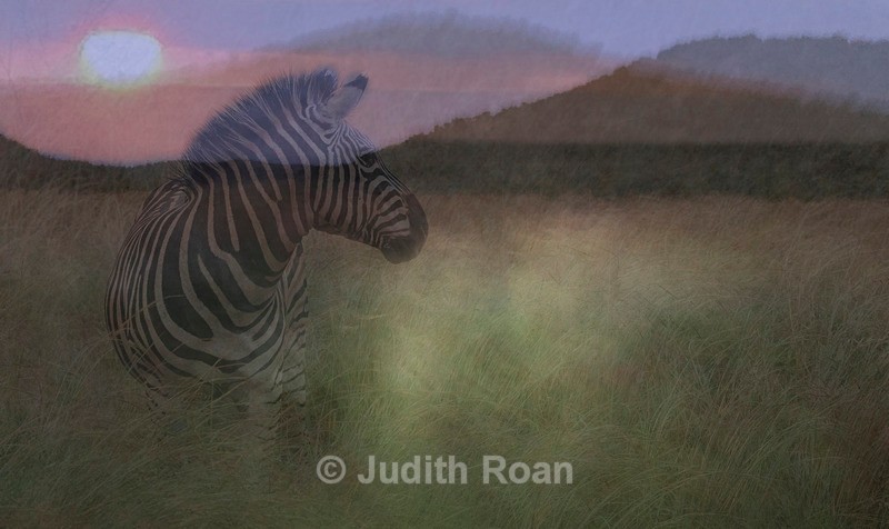 Zebra Montage - Photo Montages