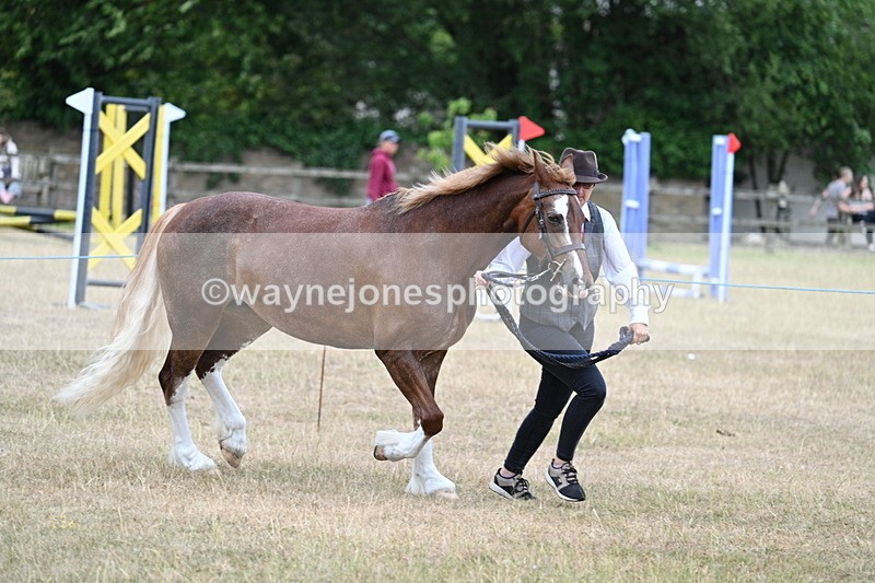 WJ7_8228 - Class 4 Prettiest Mare up to 14.2hh