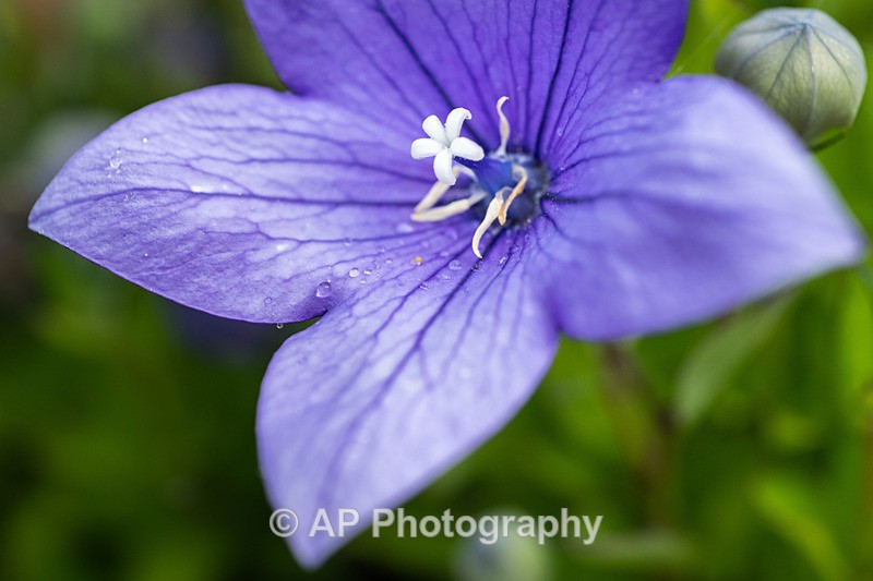 ANT_8848-1 - Plants