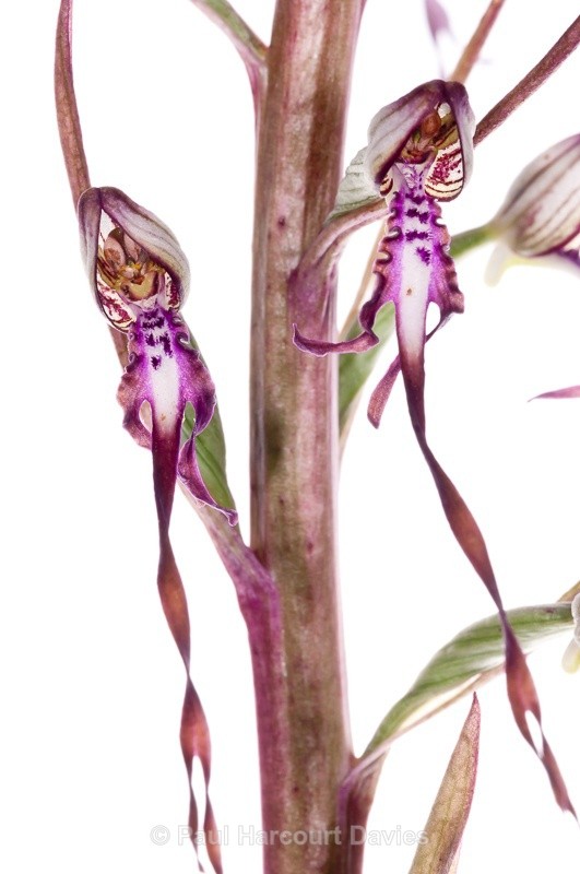  - WB: Orchids - Various