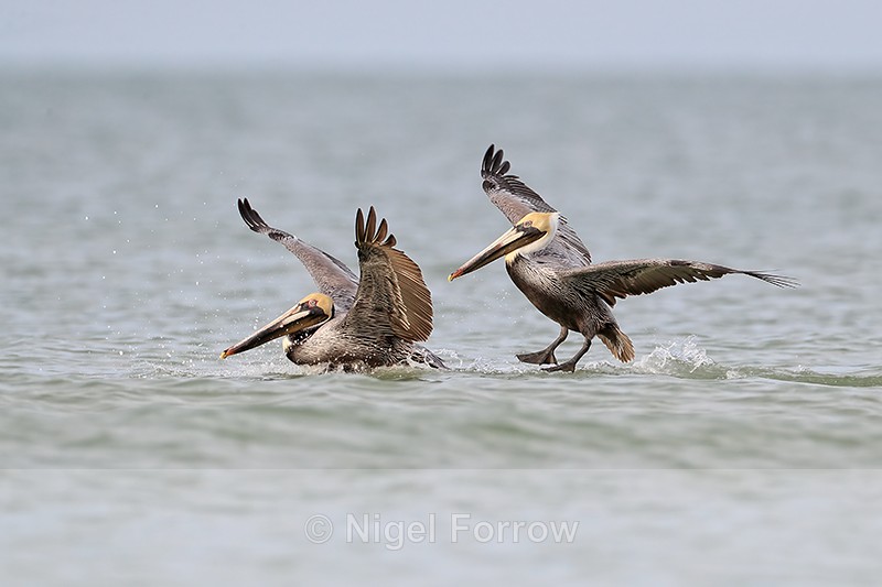 Two Brown Pelicans land together on sea, Fort De Soto, Florida - Brown Pelican