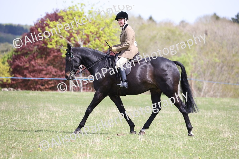 20250427-4111 - Class 34 - Best Riding Horse Over 14.2hh