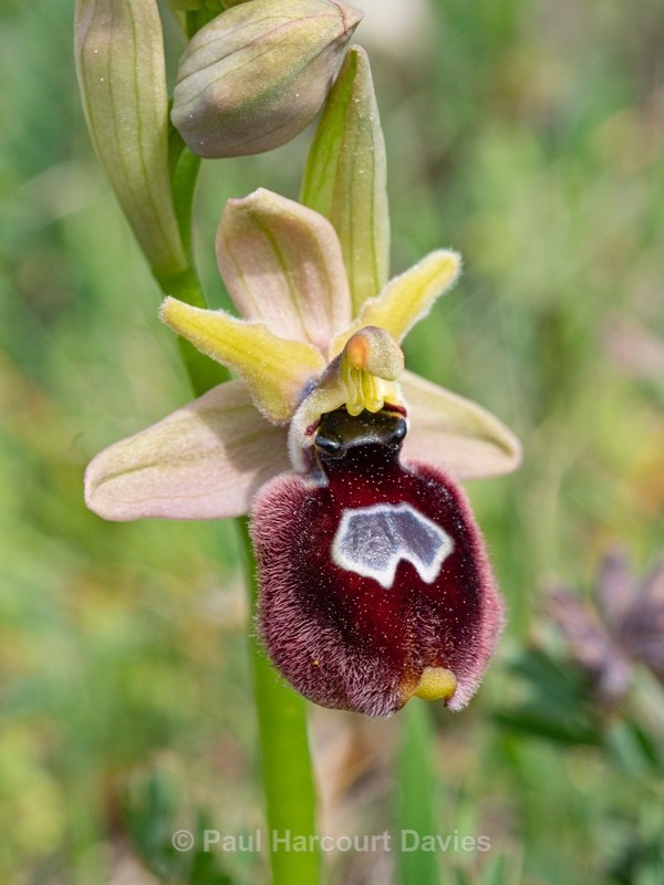 O. x permutata.  Hybrid Ophrys O. bertoloniiforms x O. biscutella  - Gargano - Wild Orchids
