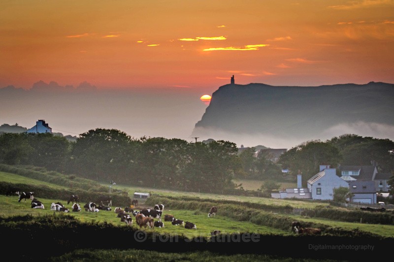 Cattle at Sunset - Land of Man