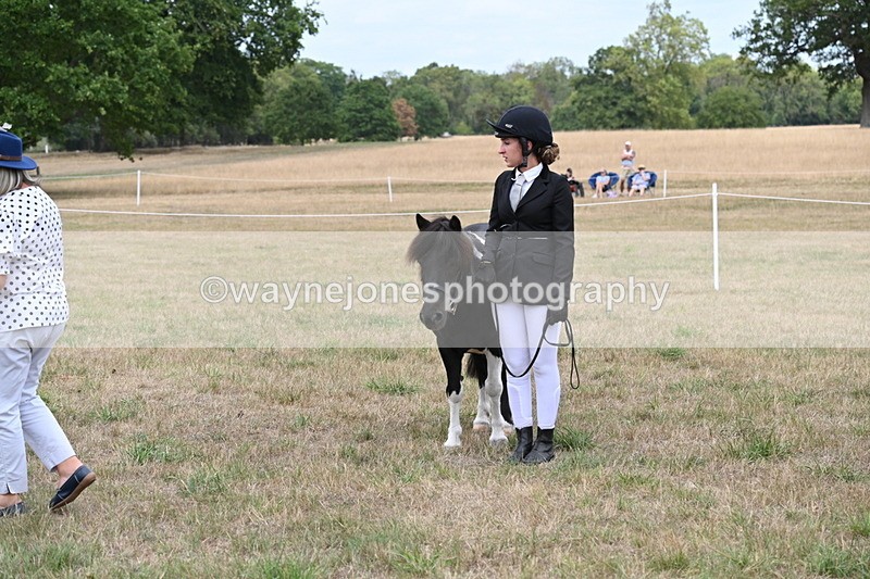 WJ6_5438 - Class 18 In-hand Coloured