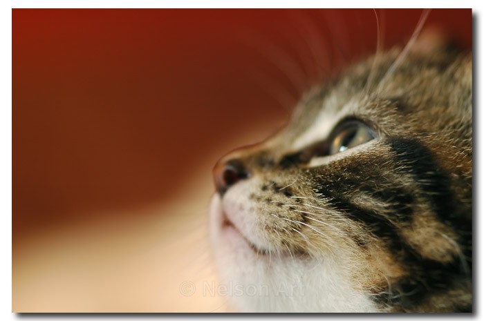 Harry Connick Jr - Cats & Dogs