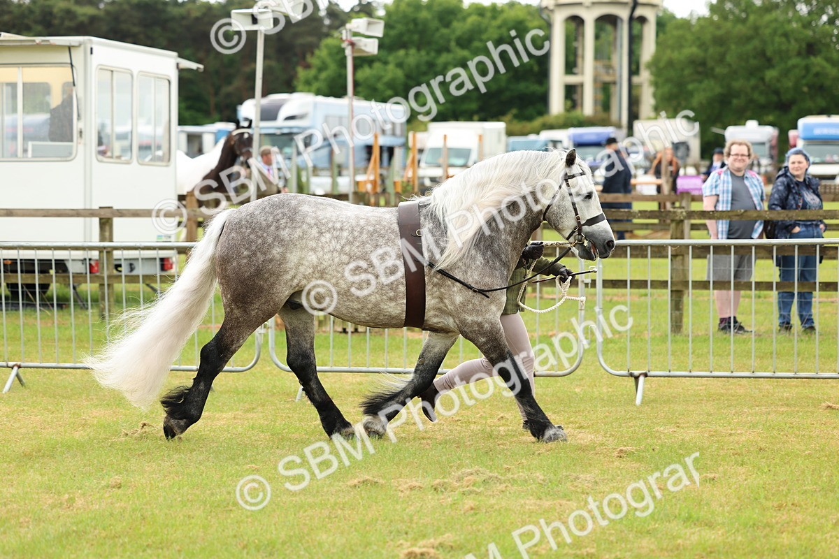 SBM_00469 - Class 58-67 - M&M Non Welsh Pony In hand