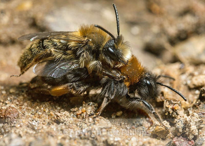Andrena clarkella - Pair - Andrena clarkella