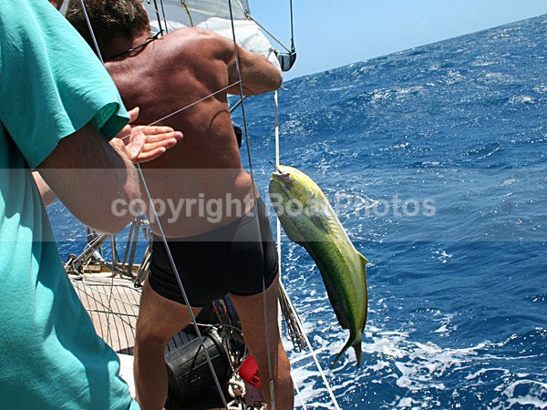 070108 Catching Dolphin Fish - ATLANTIC CROSSING 2006