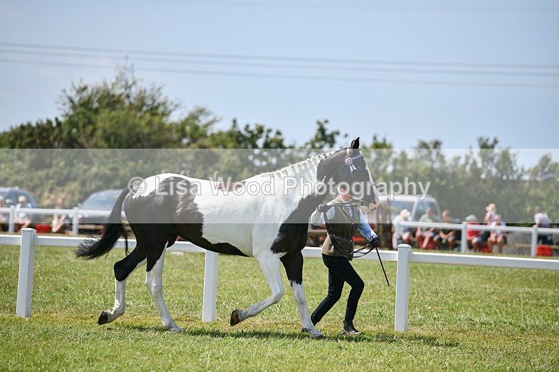 DSC_7828 - Class 65: Coloured Horse 4yrs & Over