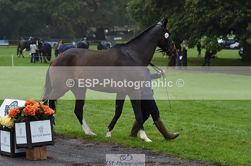 231018-120900-00103 - 011-BIG.QUERLYBET.K.Z-Paul.Whitehead-TrotUp