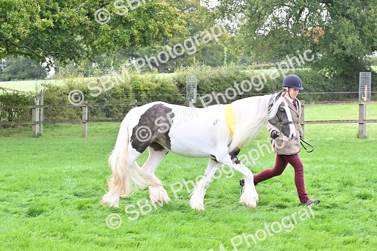 SBM_57011 - S45 - Coloured Pony In Hand