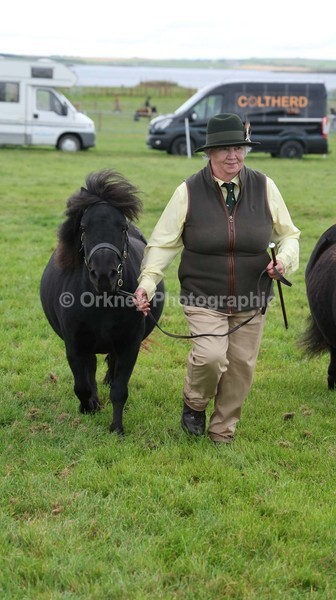 untitled-7157 - Shetland Pony Show