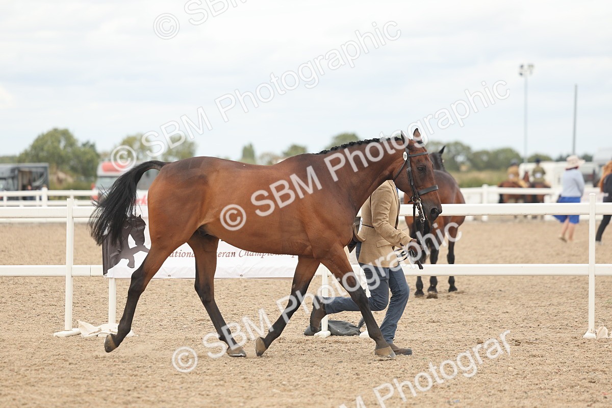 SBM_17048 - Class 313 - IH Retired Racehorse