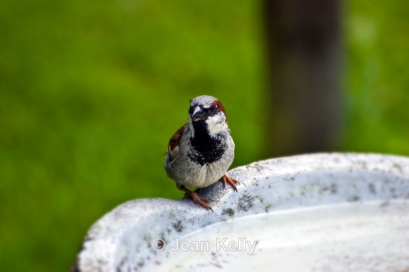 House Sparrow - 5760 - Birds