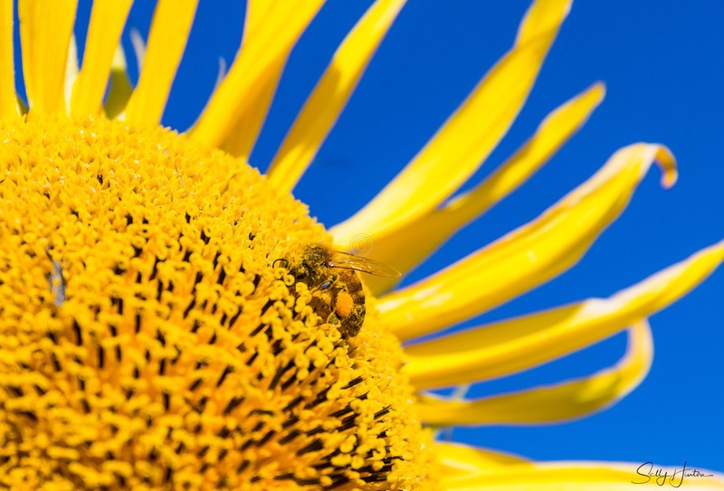 Sunflower and Bee 7