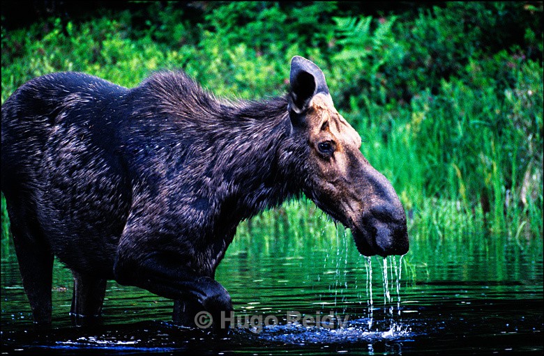  - Animals in the Wild