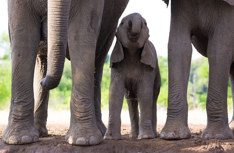 Elephant Baby 18
