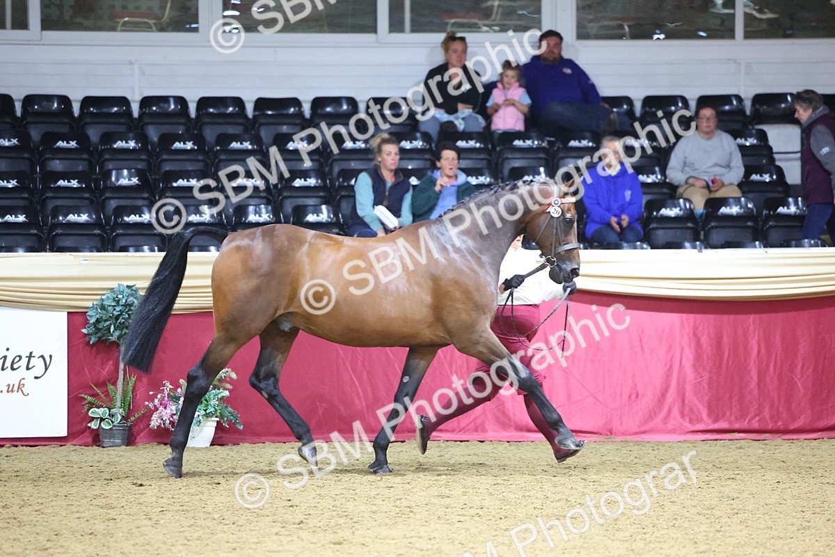 SBM_18810 - Class E IH Horse Champ