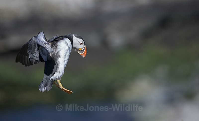 Puffin in flight. Lunga, Treshnish Isles, Inner Hebrides, Scotland. - ISLE OF MULL WILDLIFE, Wildlife images from the Inner Hebrides