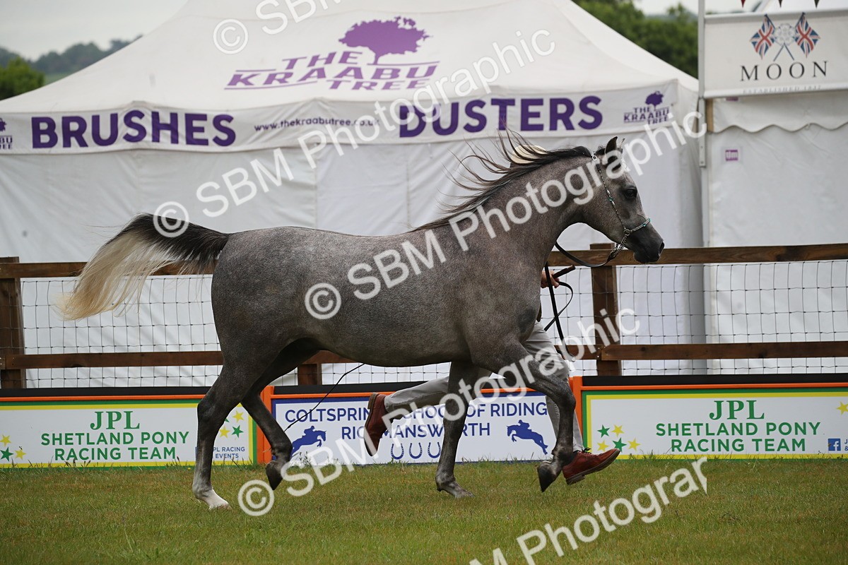 SBM_00010 - Class 17-20 - Arab & Part Bred - Anglo Arab In Hand