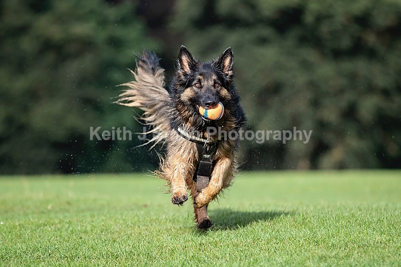 0KJS4060 - Dogs in Abington Park