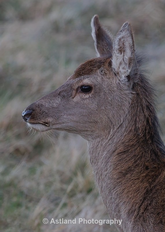 Sika Deer - Latest Images
