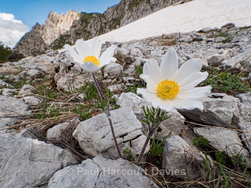 Alpine Pasque flower (Pulsatilla alpina subsp millefoliata) - Flowers in the Landscape - 2