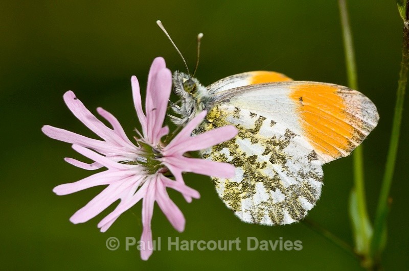 - Bugs: Butterflies