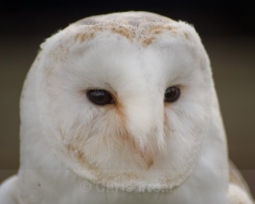 Barn Owl - Animals/ Wildlife