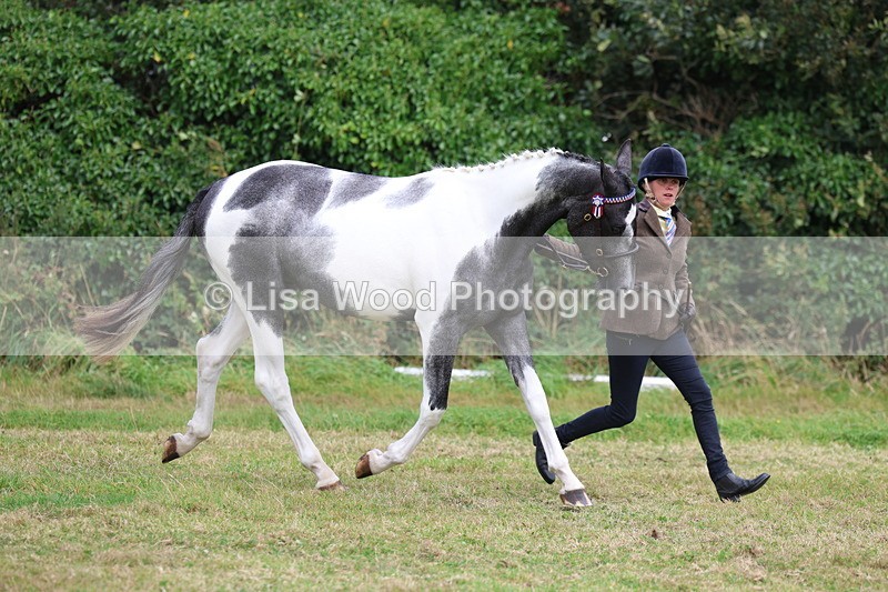 3E7A5488 - Class 20: Sports Horse In Hand