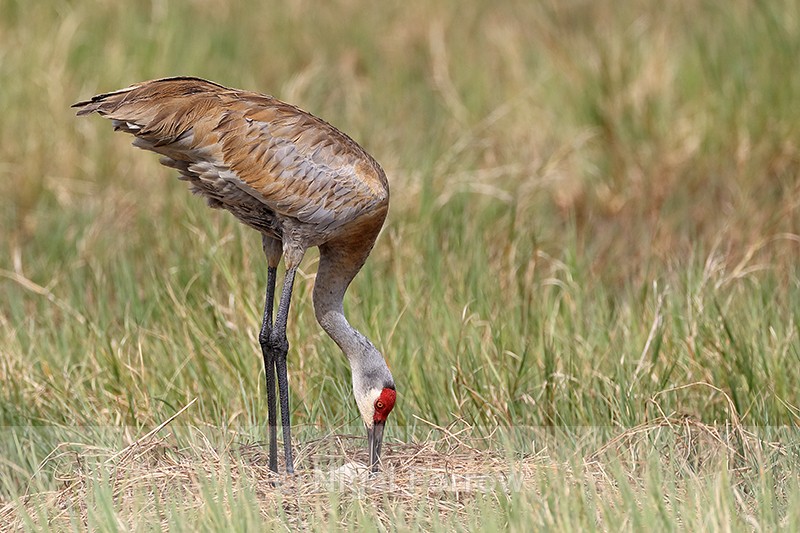 Sandhill Crane checking eggs, Viera Wetlands, Florida - Sandhill Crane