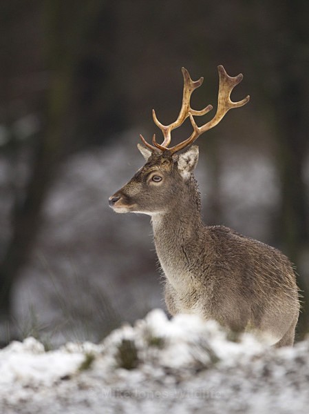 FALLOW DEER ref fd 4a - THE DEER IN WINTER